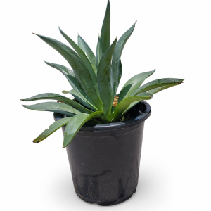 Agave