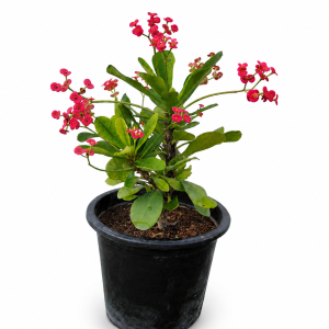 Euphorbia