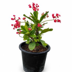 Euphorbia