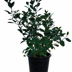 Clerodendrum
