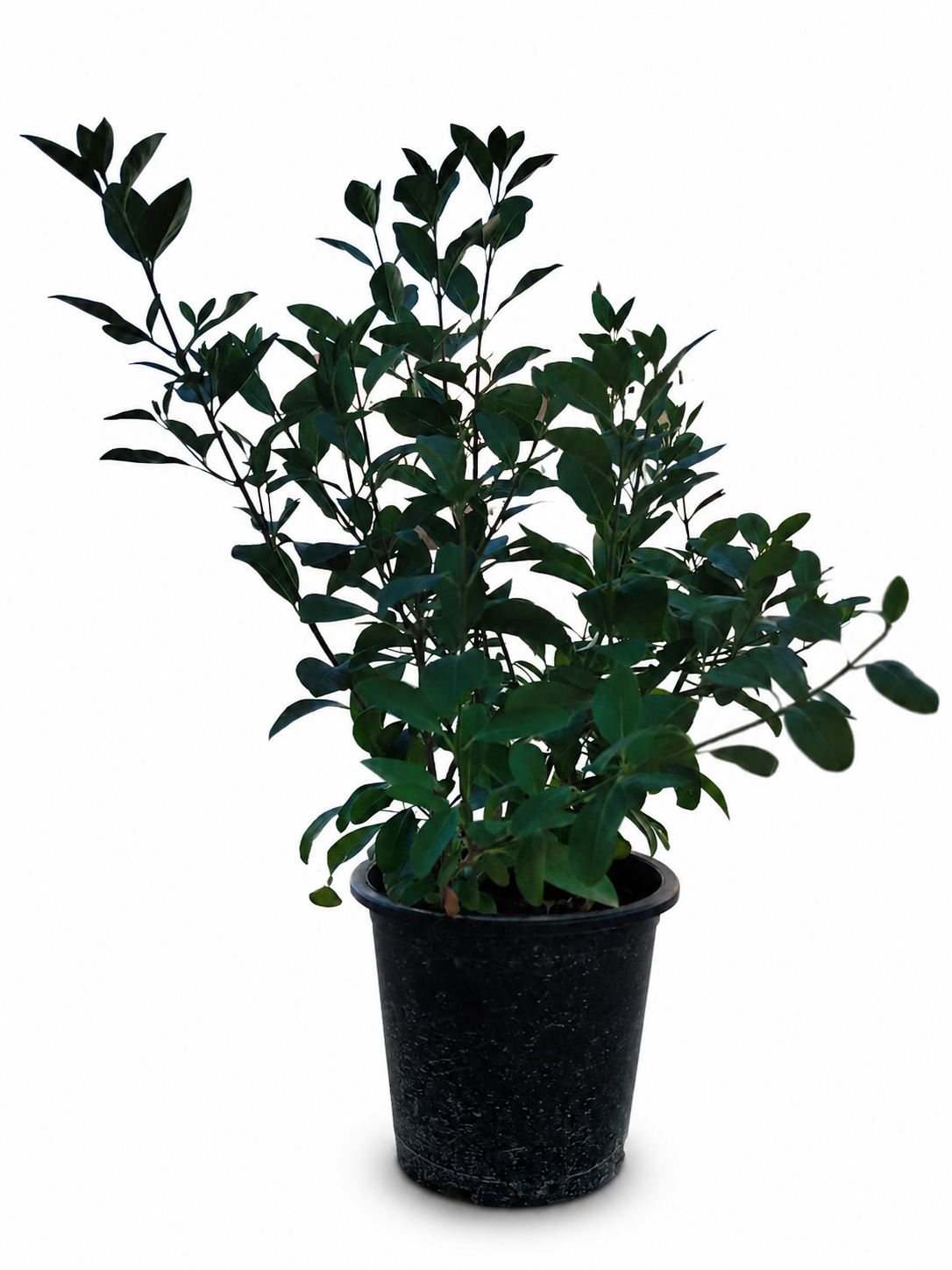 Clerodendrum