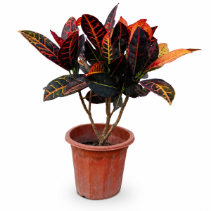 Croton (Outdoor varieties)