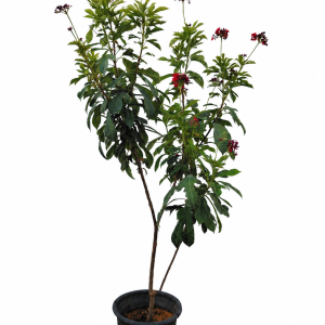 Jatropha