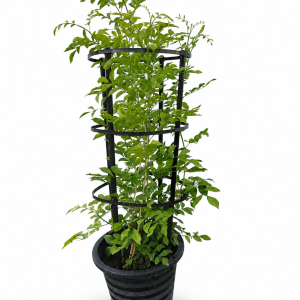 Murraya (Orange Jasmine)