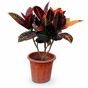 Croton (Outdoor varieties)