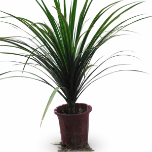 Dracaena (Song of India outdoor)