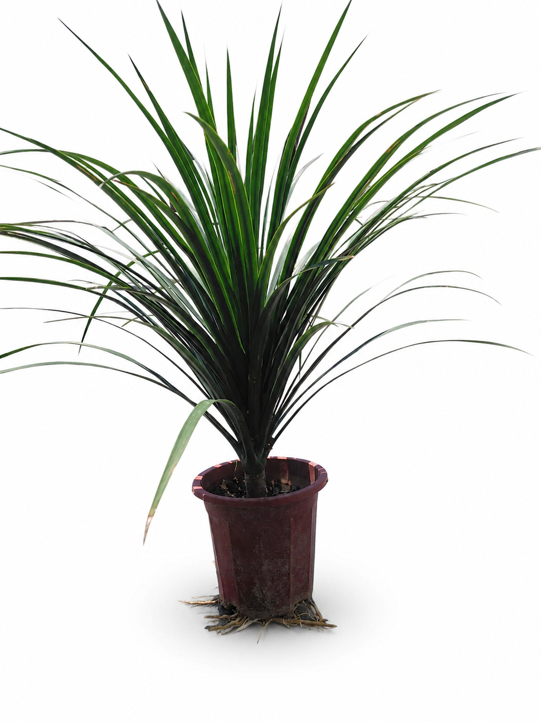 Dracaena (Song of India outdoor)