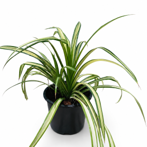 Pandanus