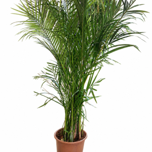 Areca Palm (Outdoor use)