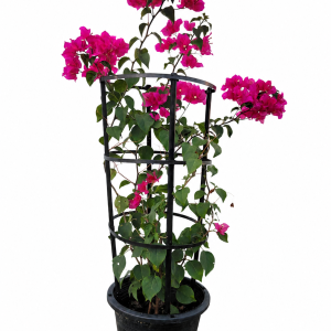 Bougainvillea