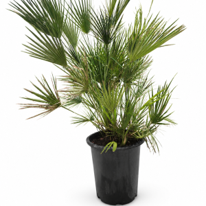 Chamaerops Palm