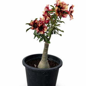 Desert Rose (Adenium)
