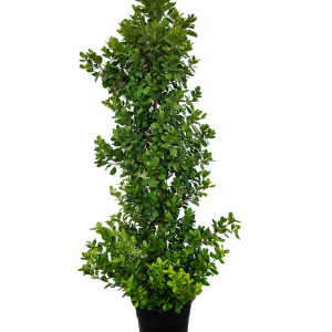 Ficus Nitida Cone Shape