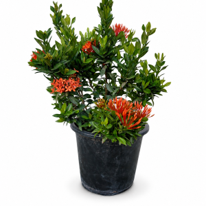 Ixora