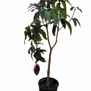 Mango Tree