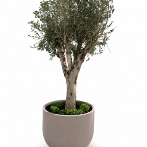 Olive Tree