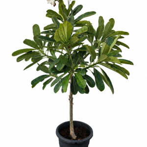 Plumeria (Frangipani)