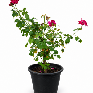 Rose Plants