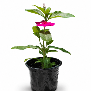 Vinca / Periwinkle