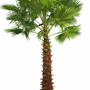 Washingtonia Palm