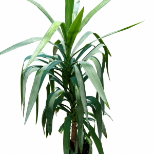 Yucca