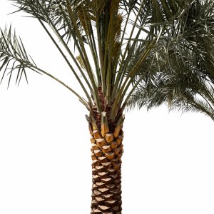 Date Palm