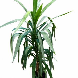 Yucca