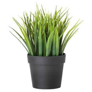 Areca Palm (Outdoor use)