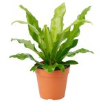 Agave