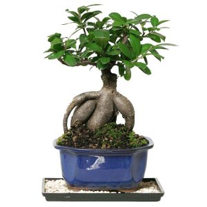 Jatropha