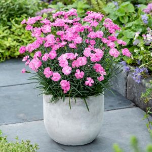 Dianthus