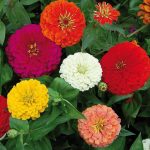Zinnia