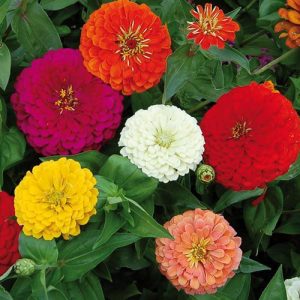 Zinnia
