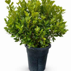 Ficus Single Head