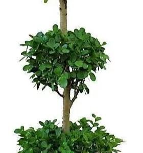 Ficus Multi Head