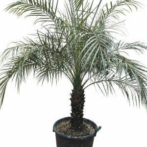 Phonex Palm (1PP)
